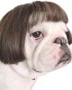 Pet Wigs for Halloween, Christmas, Parties, Festivals Pet Wigs for Halloween, Christmas, Parties, Festivals
