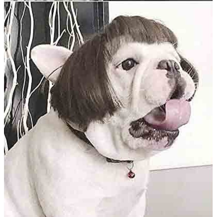 Pet Wigs for Halloween, Christmas, Parties, Festivals Pet Wigs for Halloween, Christmas, Parties, Festivals