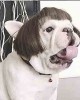 Pet Wigs for Halloween, Christmas, Parties, Festivals Pet Wigs for Halloween, Christmas, Parties, Festivals