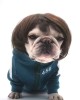 Pet Wigs for Halloween, Christmas, Parties, Festivals Pet Wigs for Halloween, Christmas, Parties, Festivals