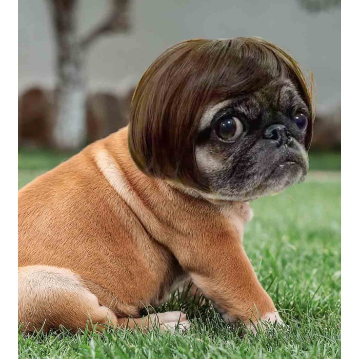 Pet Wigs for Halloween, Christmas, Parties, Festivals Pet Wigs for Halloween, Christmas, Parties, Festivals
