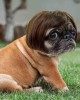 Pet Wigs for Halloween, Christmas, Parties, Festivals Pet Wigs for Halloween, Christmas, Parties, Festivals