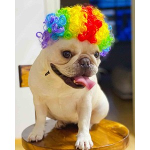 Funny Dog Cat Cosplay Wig Funny Dog Cat Cosplay Wig