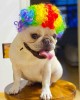 Funny Dog Cat Cosplay Wig Funny Dog Cat Cosplay Wig